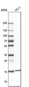 Ribosomal Protein S19 Binding Protein 1 antibody, PA5-60153, Invitrogen Antibodies, Western Blot image 