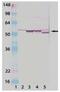 Cytochrome P450 Family 1 Subfamily A Member 1 antibody, GTX30013, GeneTex, Western Blot image 