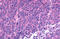 Somatostatin Receptor 1 antibody, MBS244986, MyBioSource, Immunohistochemistry frozen image 