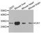 Carbonic Anhydrase 1 antibody, A1031, ABclonal Technology, Western Blot image 