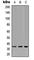 TNFRSF1A Associated Via Death Domain antibody, abx121797, Abbexa, Western Blot image 