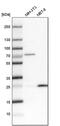 Cytochrome b-c1 complex subunit Rieske, mitochondrial antibody, PA5-59761, Invitrogen Antibodies, Western Blot image 