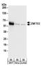 Zinc Finger Protein 703 antibody, A304-073A, Bethyl Labs, Western Blot image 