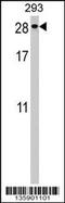 Pituitary Tumor-Transforming 2 antibody, TA324611, Origene, Western Blot image 