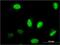 Nuclear Factor I B antibody, H00004781-M08, Novus Biologicals, Immunocytochemistry image 