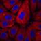 Natriuretic peptides B antibody, MAB36041, R&D Systems, Western Blot image 