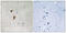 Heat Shock Transcription Factor 1 antibody, 79-830, ProSci, Immunohistochemistry paraffin image 