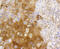 p65 antibody, 13-935, ProSci, Immunohistochemistry paraffin image 