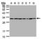 Tyrosine 3-Monooxygenase/Tryptophan 5-Monooxygenase Activation Protein Theta antibody, PA5-27641, Invitrogen Antibodies, Western Blot image 