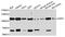 Dipeptidyl Peptidase 4 antibody, abx005954, Abbexa, Western Blot image 