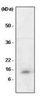 Macrophage Migration Inhibitory Factor antibody, GTX53741, GeneTex, Western Blot image 