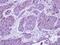 Complement C8 Beta Chain antibody, PA5-31290, Invitrogen Antibodies, Immunohistochemistry paraffin image 