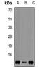 FKBP Prolyl Isomerase 1A antibody, abx141628, Abbexa, Western Blot image 