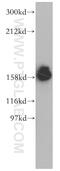 PTPRF Interacting Protein Alpha 1 antibody, 14175-1-AP, Proteintech Group, Western Blot image 