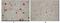 KSHV ORF62 antibody, MA5-14770, Invitrogen Antibodies, Immunohistochemistry frozen image 