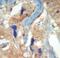 Fms Related Tyrosine Kinase 3 antibody, LS-C97535, Lifespan Biosciences, Immunohistochemistry frozen image 
