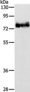 Actin Binding LIM Protein 1 antibody, PA5-50292, Invitrogen Antibodies, Western Blot image 