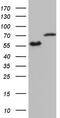 Heterogeneous Nuclear Ribonucleoprotein L antibody, M03769, Boster Biological Technology, Western Blot image 
