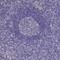 Betaine--Homocysteine S-Methyltransferase 2 antibody, PA5-60757, Invitrogen Antibodies, Immunohistochemistry paraffin image 