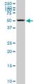 Septin 6 antibody, H00023157-M01, Novus Biologicals, Western Blot image 