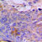 Chondroitin sulfate N-acetylgalactosaminyltransferase 1 antibody, LS-C353487, Lifespan Biosciences, Immunohistochemistry frozen image 