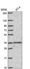 Homeobox C4 antibody, NBP2-56195, Novus Biologicals, Western Blot image 