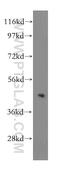 Tribbles homolog 2 antibody, 15359-1-AP, Proteintech Group, Western Blot image 