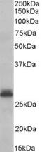 Tafazzin antibody, orb19073, Biorbyt, Western Blot image 