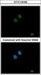 N-Acetyltransferase 10 antibody, GTX119166, GeneTex, Immunocytochemistry image 
