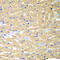 Rabphilin 3A antibody, 15-087, ProSci, Immunohistochemistry paraffin image 