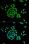 Protein Interacting With PRKCA 1 antibody, orb136653, Biorbyt, Immunocytochemistry image 