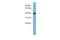 Protein Kinase X-Linked antibody, PA5-44588, Invitrogen Antibodies, Western Blot image 