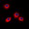 ES Cell Expressed Ras antibody, orb214057, Biorbyt, Immunofluorescence image 