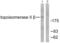 DNA Topoisomerase II Beta antibody, abx013236, Abbexa, Western Blot image 