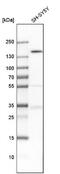 TUB Like Protein 4 antibody, NBP1-92546, Novus Biologicals, Western Blot image 