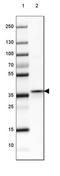 Fructose-Bisphosphatase 2 antibody, NBP1-86473, Novus Biologicals, Western Blot image 