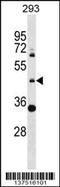 Zinc Finger Protein 2 antibody, 59-234, ProSci, Western Blot image 