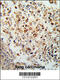 Formyl Peptide Receptor 3 antibody, 63-647, ProSci, Immunohistochemistry paraffin image 