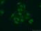 Aminopeptidase Like 1 antibody, 17211-1-AP, Proteintech Group, Immunofluorescence image 