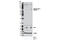 Interferon Regulatory Factor 7 antibody, 12390S, Cell Signaling Technology, Western Blot image 