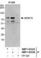 WD Repeat Domain 70 antibody, NBP1-03333, Novus Biologicals, Immunoprecipitation image 