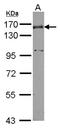 Nidogen 1 antibody, NBP2-16341, Novus Biologicals, Western Blot image 