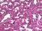 Protein Tyrosine Phosphatase 4A1 antibody, PA5-67528, Invitrogen Antibodies, Immunohistochemistry frozen image 