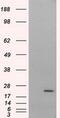Nitrilase Family Member 2 antibody, MA5-25091, Invitrogen Antibodies, Western Blot image 