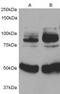 Adaptor Protein, Phosphotyrosine Interacting With PH Domain And Leucine Zipper 1 antibody, EB07590, Everest Biotech, Western Blot image 