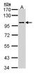 JNK MAP kinase scaffold protein 2 antibody, LS-C109448, Lifespan Biosciences, Western Blot image 