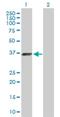 ELAV Like RNA Binding Protein 3 antibody, H00001995-D01P, Novus Biologicals, Western Blot image 