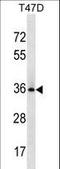 BCL2 Like 12 antibody, LS-C159171, Lifespan Biosciences, Western Blot image 