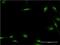 HEXIM P-TEFb Complex Subunit 1 antibody, H00010614-M01, Novus Biologicals, Immunofluorescence image 