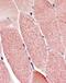 Tripartite Motif Containing 7 antibody, PA1-31903, Invitrogen Antibodies, Immunohistochemistry paraffin image 
